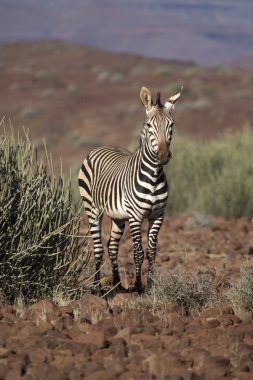 Zebra Damaraland içinde