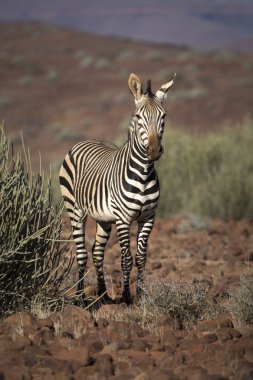 Zebra in Damaraland clipart