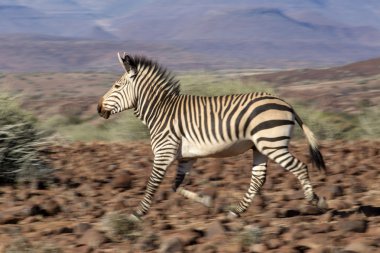 Zebra Damaraland içinde