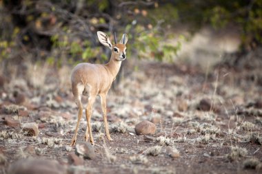 Steenbok Damaraland içinde