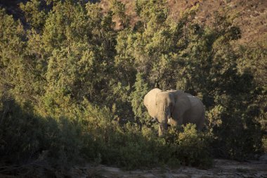 Namibya 'daki çöl fili