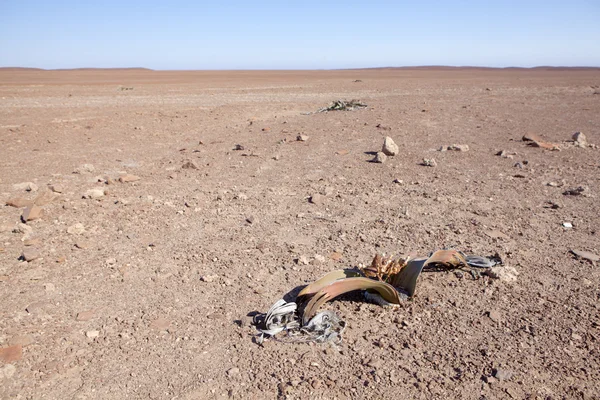 Welwitschia v Namibii. — Stock fotografie