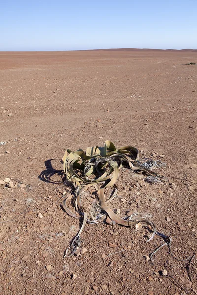 Welwitschia v Namibii. — Stock fotografie