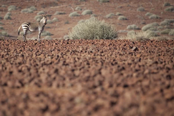 Zebra v Damaraland — Stock fotografie