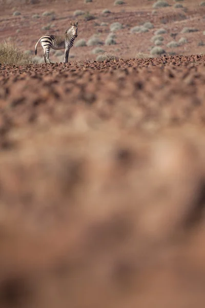Зебра в Дамараленде — стоковое фото