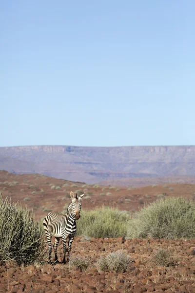 Zebra v Damaraland — Stock fotografie