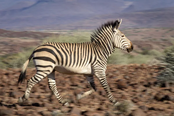 Zebra Damaraland içinde — Stok fotoğraf
