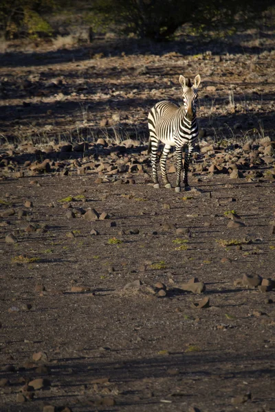 Zebra Damaralandban — Stock Fotó