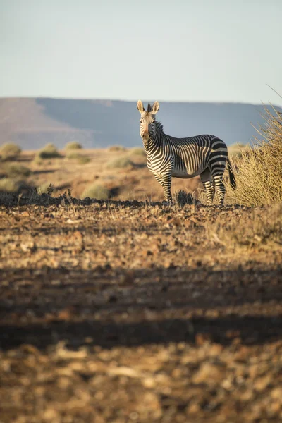 Zebra im Damaraland — Stockfoto