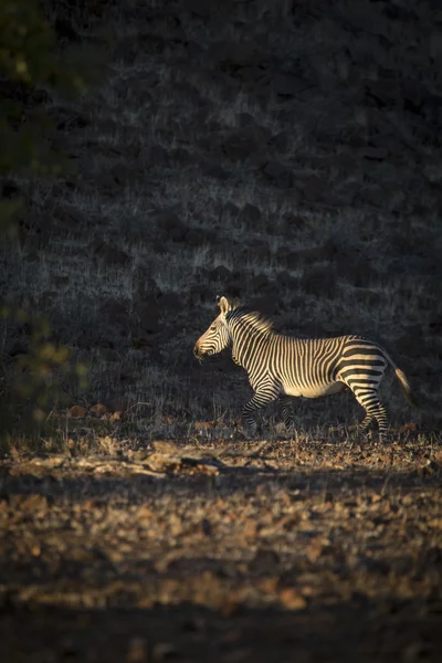 Zebra em Damaraland — Fotografia de Stock