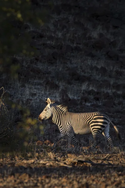 Zebra w Damaraland — Zdjęcie stockowe