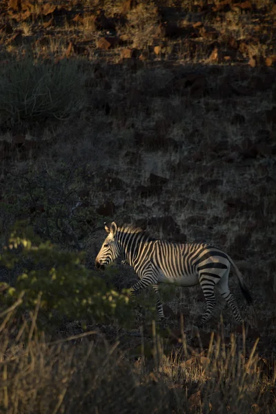 Zebra in Damaraland — Stockfoto