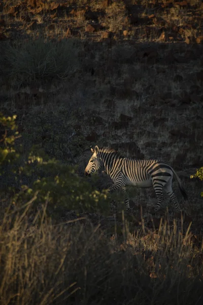 Cebra en Damaraland —  Fotos de Stock