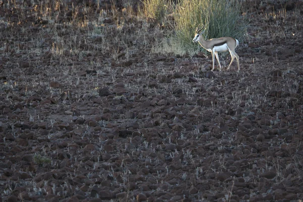 Springbok in Damaraland — Stock Photo, Image