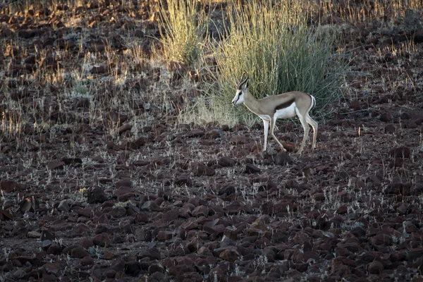 Springbok Damaraland içinde — Stok fotoğraf