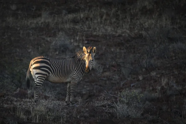 Zebra Damaralandban — Stock Fotó