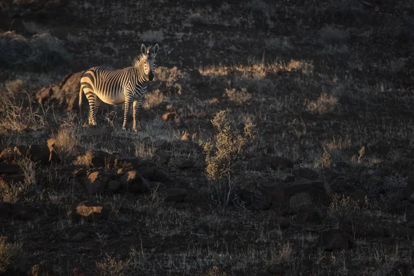 Zebra Damaralandban — Stock Fotó