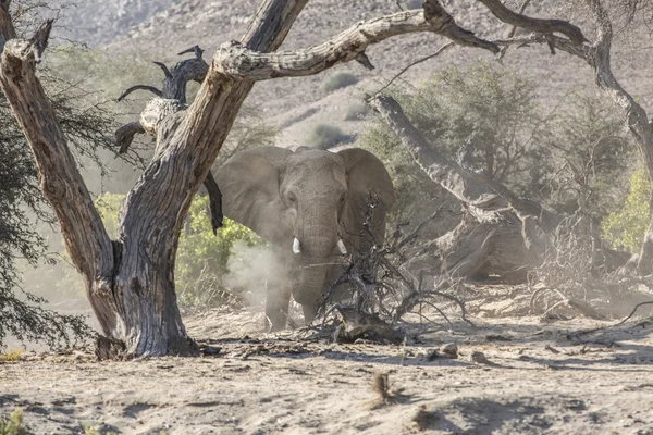 Sivatagi elefánt Namíbiában — Stock Fotó