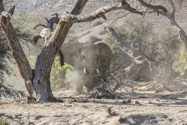 Elefante del desierto en Namibia —  Fotos de Stock