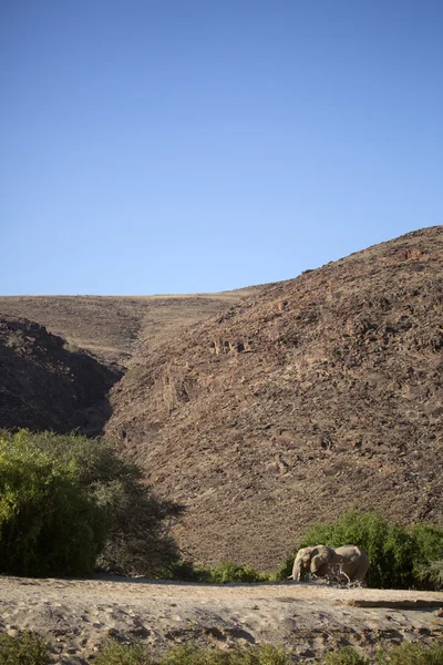 Woestijnolifant in namibia — Stockfoto