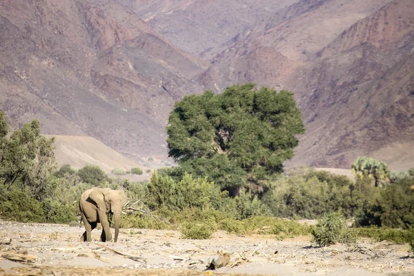 Éléphant du désert en namibie — Photo