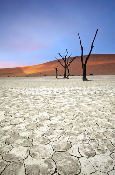 Drzew w Deadvlei — Zdjęcie stockowe