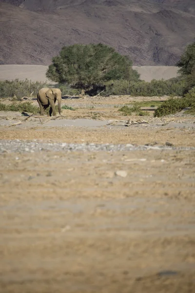Elefante del desierto en Namibia —  Fotos de Stock