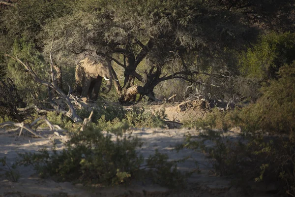 Elefante del desierto en Namibia —  Fotos de Stock