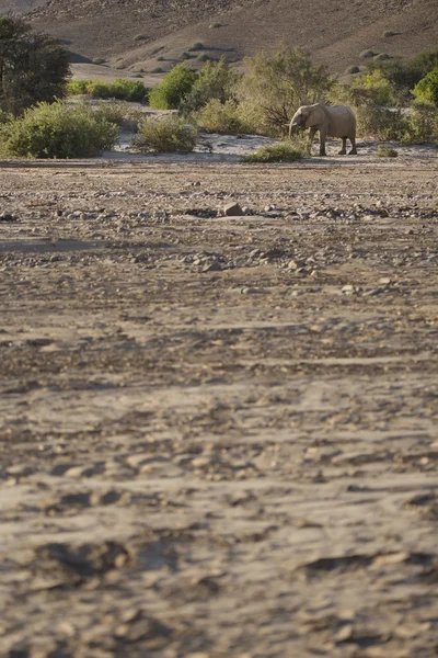 Elefante del deserto in namibia — Foto Stock