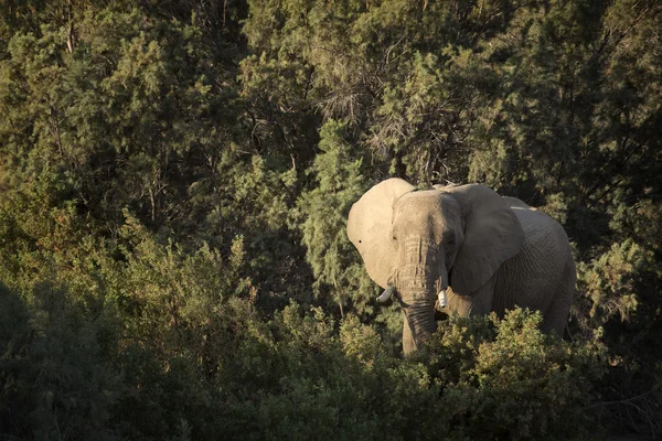 Wüstenelefant in Namibia — Stockfoto
