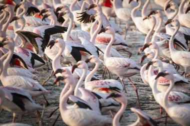 Flamingolar, ıslak toprak