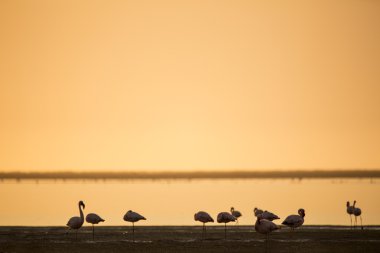 Flamingolar, ıslak toprak