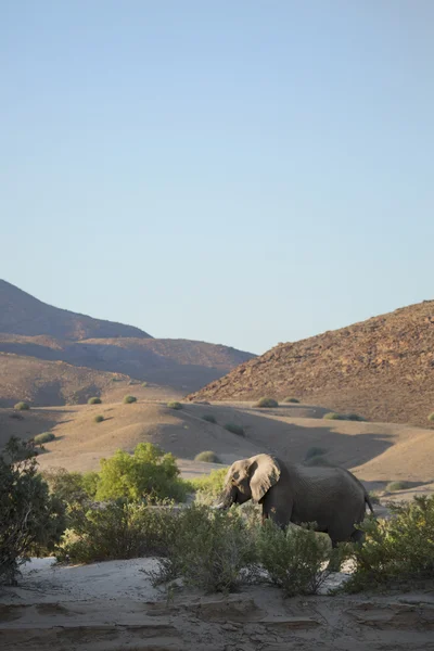 Woestijnolifant in namibia — Stockfoto