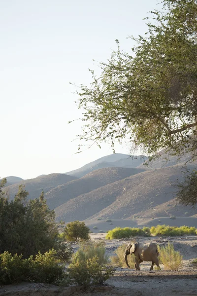 Elefante del deserto in namibia — Foto Stock