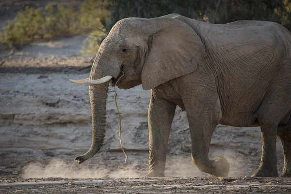 Elefante del desierto en Namibia —  Fotos de Stock
