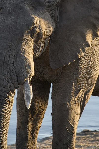 Toro elefante in Africa — Foto Stock