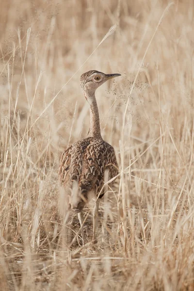 Ruppels Korhaan olhar — Fotografia de Stock