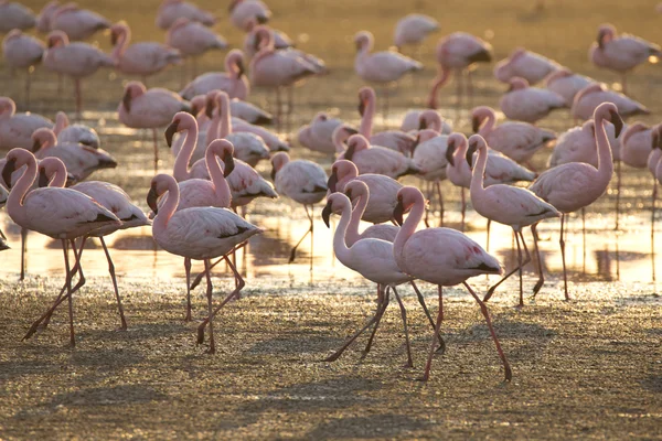 Flamants roses dans une terre humide — Photo