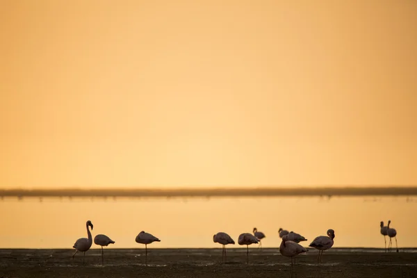 Flamingos em uma terra molhada — Fotografia de Stock