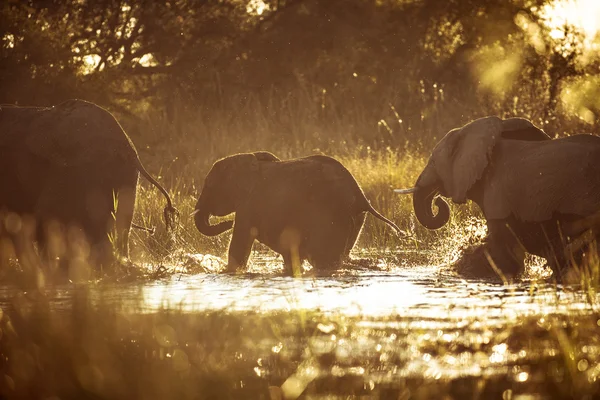 Słoń przekraczania rzeki — Zdjęcie stockowe
