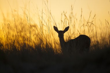 Gün batımında Reed Buck