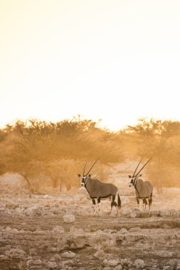 Gemsbok bir su kuyusu