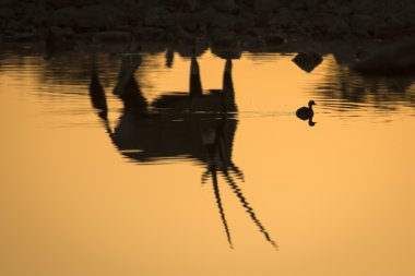 Gemsbok bir su kuyusu