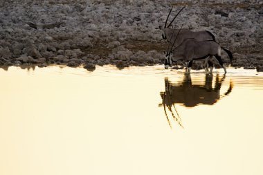 Gemsbok bir su kuyusu
