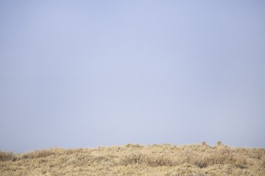 Etkin ulusal Park'ta çiftleşme aslanlar