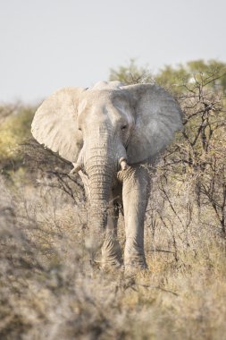 White Elephant in Etosha clipart
