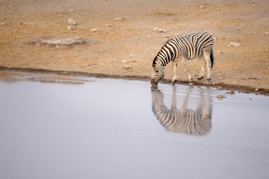 Su kuyusu--dan içme zebra