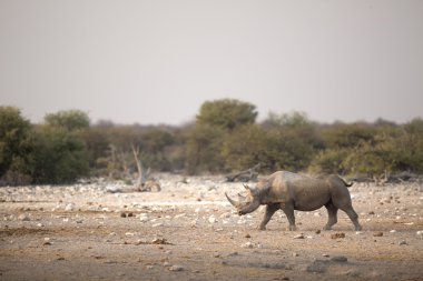 Black Rhino running in Namibia clipart