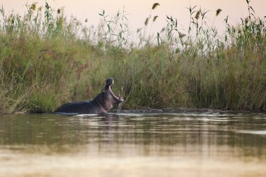 Hippo yawning in the Okavango Delta clipart