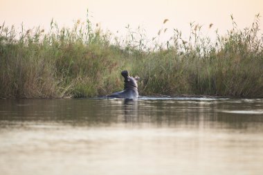 Okavango Deltası'nda esneme su aygırı